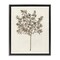 Stupell Industries Vintage Study of Olive Tree Floating Frame Design by Phillipa Katz
